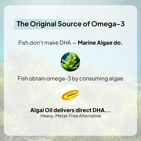 Miduty Veg Omega-3 Capsules - 500mg Algal DHA & EPA, 30 Pack - Image 3