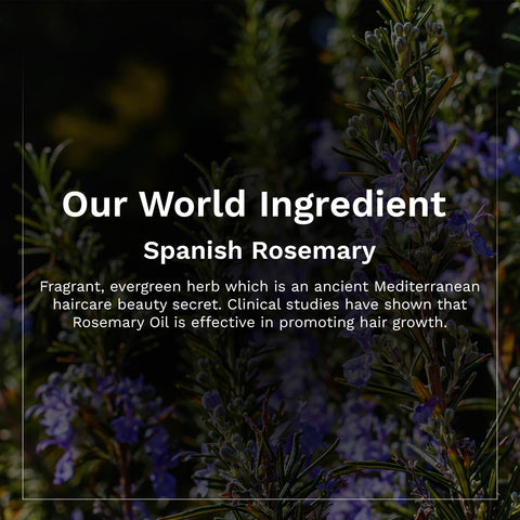 Pilgrim Spanish Rosemary & Biotin Hair Growth Oil to Control Hair Fall & Strengthens Hair 100ml | Rosemary oil for hair growth | Reduces Hair Fall | Strengthens Hair
