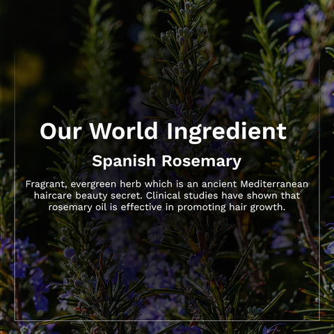 Pilgrim Spanish Rosemary & Biotin Anti Hair fall Conditioner 200ml