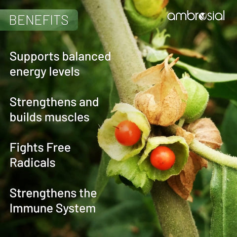 Ambrosial Ashwagandha Capsules - 500mg High Strength - 60 Vegan Capsules